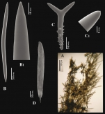 Trikentrion muricatum (Linnaeus, 1759) skeleton