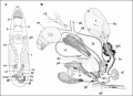 Platyhelminthes (flatworms)