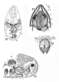 Platyhelminthes (flatworms)