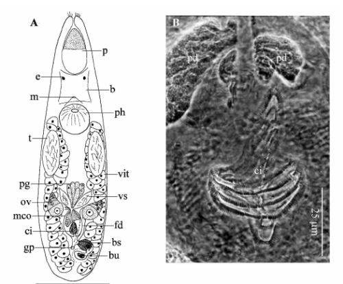 Itaipusa divae