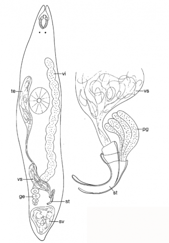 Prognathorhynchus eurytuba (from N. Brunswick)