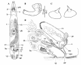 Platyhelminthes (flatworms)