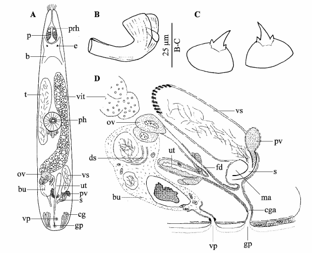 Prognathorhynchus eurytuba (from Galapagos)