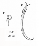 Limipolycystis falx