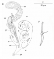 Platyhelminthes (flatworms)