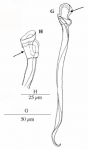 Limipolycystis wallbergi