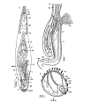 Platyhelminthes (flatworms)