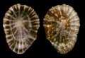 Mollusca (molluscs)