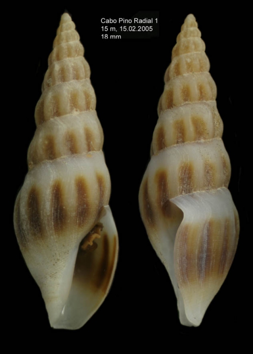 Bela powisiana (Dautzenberg, 1887)specimen from off Cabo Pino (15 m), Málaga, S. Spain (actual size 18.0 mm) Bela powisiana (Dautzenberg, 1887)specimen from off Cabo Pino (15 m), Málaga, S. Spain (actual size 18.0 mm)