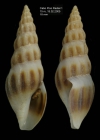 Bela powisiana (Dautzenberg, 1887)specimen from off Cabo Pino (15 m), Mlaga, S. Spain (actual size 18.0 mm)