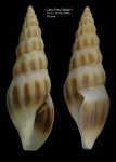 Bela powisiana (Dautzenberg, 1887)specimen from off Cabo Pino (15 m), Málaga, S. Spain (actual size 18.0 mm)