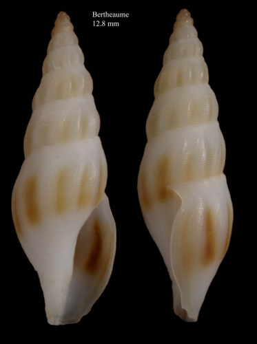 Bela powisiana (Dautzenberg, 1887)shell from Bay of Bertheaume near Brest, Brittany, France (actual size 12.8 mm)