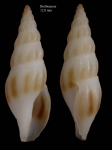 Bela powisiana (Dautzenberg, 1887)shell from Bay of Bertheaume near Brest, Brittany, France (actual size 12.8 mm)
