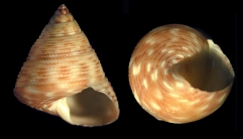 Clelandella madeirensis Gofas, 2005holotype from off Porto Santo, Madeira, ‘Zarco’ stn 29, 300–340m (actual size 7.8 mm)