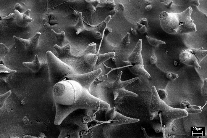 Spines of Legitimocythere Spines of Legitimocythere