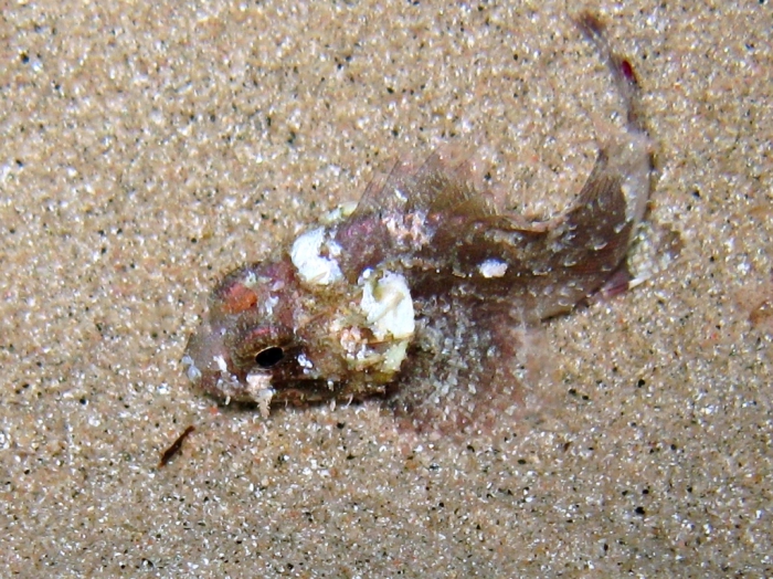 Scorpaena porcus (juvenile) Scorpaena porcus (juvenile)