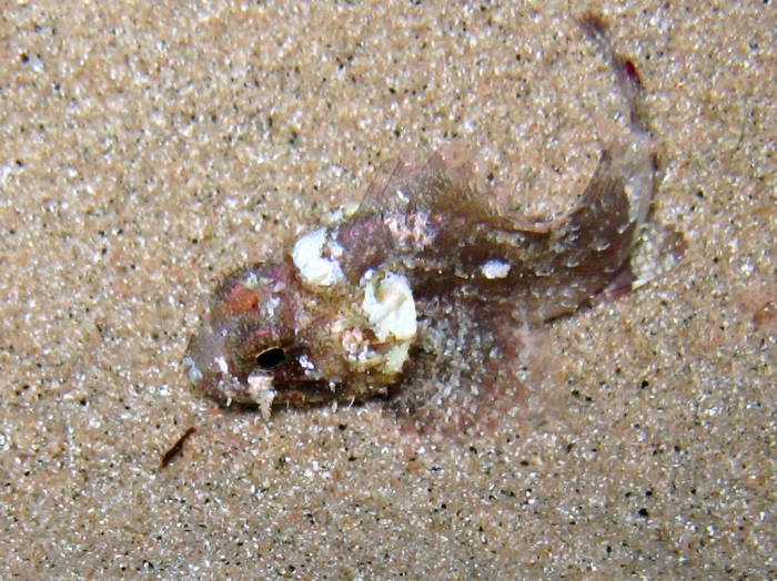 Scorpaena porcus (juvenile)