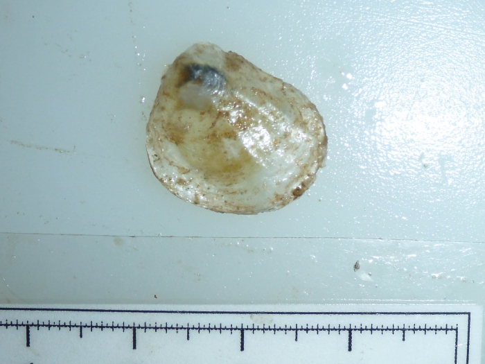 Anomia - jingle shell Anomia - jingle shell