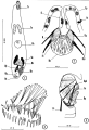 Platyhelminthes (flatworms)