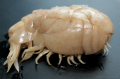 Crustacea (crustaceans)