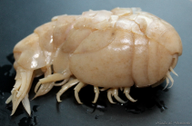 Stegocephalopsis ampulla, female