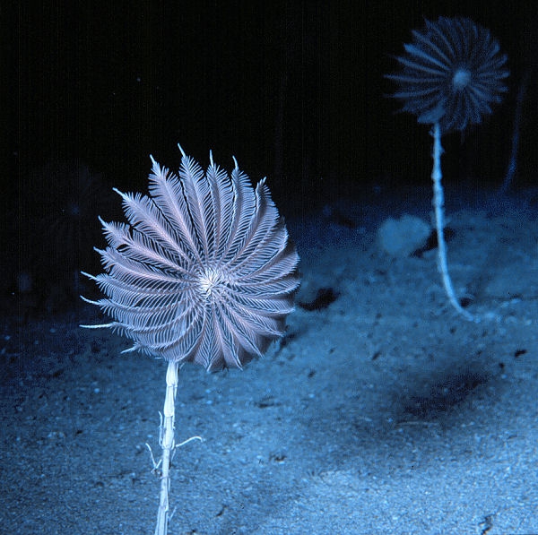 Neocrinus decorus Neocrinus decorus