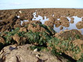 Polychaeta (bristle worms)