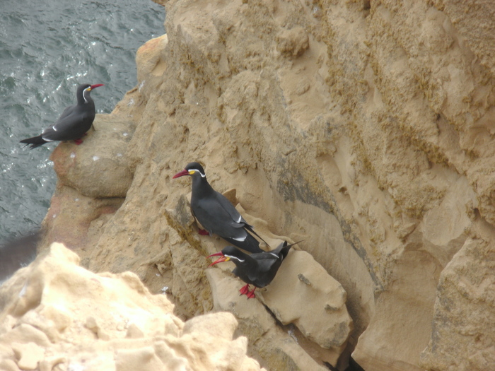 Larosterna inca