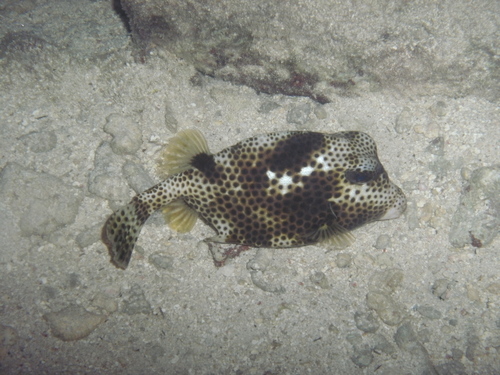 Lactophrys bicaudalis