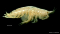 Crustacea (crustaceans)