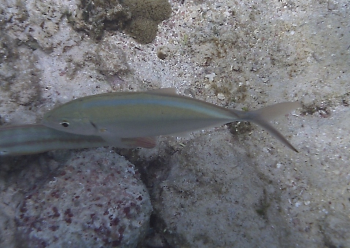 Carangoides ruber Carangoides ruber