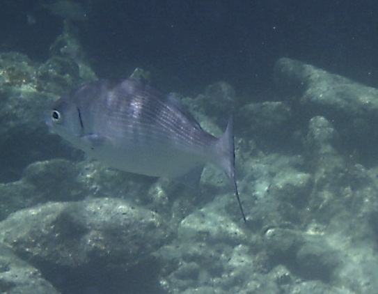 Kyphosus sectator Kyphosus sectator