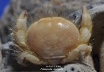 Palapedia rastripes (Müller, 1887)