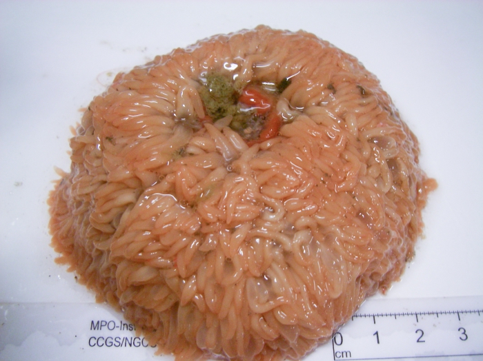 Liponema multicornis Liponema multicornis