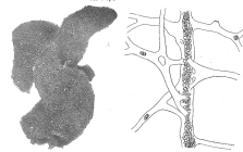 Aplysinopsis lobosa Burton, 1932