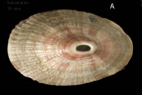 Fissurella nubecula (Linnaeus, 1758).  Shell from Salammb Tunisia, actual size 26 mm.