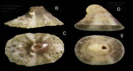 Fissurella nubecula (Linn, 1758). Juvenile specimens from La Goulette, Tunisia (among algae, 24.12.2009), actual size 3.4 mm (B,C) and 1.5 mm (D,E)