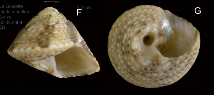 Gibbula leucophaea (Philippi, 1836) Specimen from La Goulette, Tunisia (soft bottoms with Cymoocea, 3-4 m, 30.03.2009), actual size 4 mm