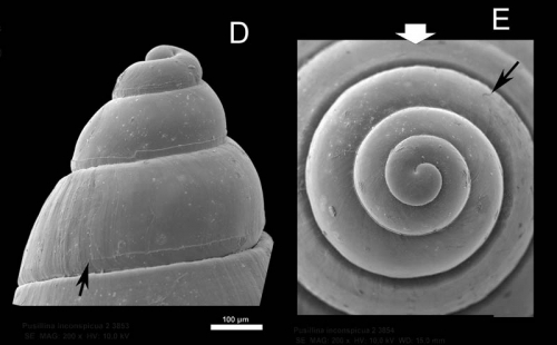 Pusillina inconspicua (Alder, 1844) Scanning electron micrographs of protoconch, specimen from La Goulette, Tunisia. Scale bar 100 µm