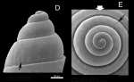 Pusillina inconspicua (Alder, 1844) Scanning electron micrographs of protoconch, specimen from La Goulette, Tunisia. Scale bar 100 µm