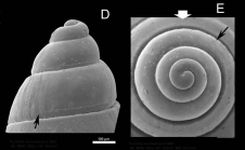 Pusillina inconspicua (Alder, 1844) Scanning electron micrographs of protoconch, specimen from La Goulette, Tunisia. Scale bar 100 m