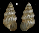Pusillina philippi (Aradas et Maggiore, 1844)Specimen from La Goulette, Tunisia (among algae, 22.06.2008), actual size 2,2 mm