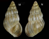 Pusillina radiata (Philippi, 1836)Specimen from La Goulette, Tunisia (on seagrass Cymodocea nodosa), actual size 4,7 mm