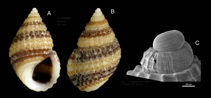 Alvania mamillata Risso, 1826Specimen from La Goulette, Tunisia (among algae, 22.06.2008), actual size 4.9 mm, and SEM image of protoconch, same locality, scale bar 100 m,