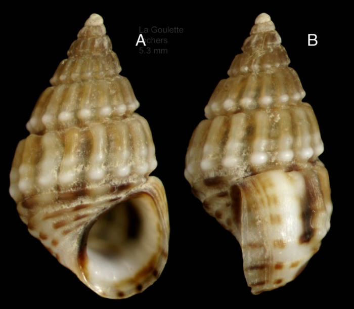 Alvania montagui (Payraudeau, 1826)Specimen from La Goulette, Tunisia (among algae, 22.06.2008), actual size 5,3 mm Alvania montagui (Payraudeau, 1826)Specimen from La Goulette, Tunisia (among algae, 22.06.2008), actual size 5,3 mm