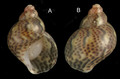 Mollusca (molluscs)