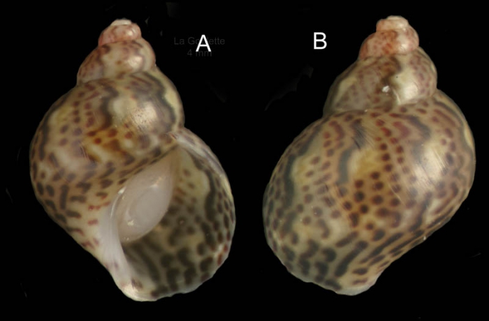 Tricolia pullus (Linnaeus, 1758)Specimen from La Goulette, Tunisia (among algae, 30.06.2008), actual size 4 mm