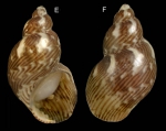 Tricolia speciosa (von Muhlfeldt, 1824)Specimen from La Goulette, Tunisia (among seagrass Cymodocea nodosa), actual size 7.2 mm.