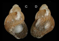 Mollusca (molluscs)