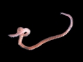 Polychaeta (bristle worms)